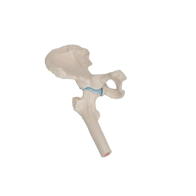 Mini-articulation de la hanche avec coupe transversale, sur socle - Anatomie et pathologie - My Podologie