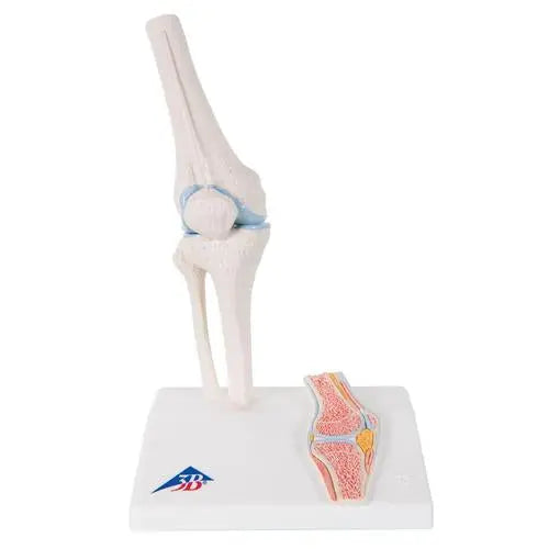 Mini-articulation du genou avec coupe transversale, sur socle - Anatomie et pathologie - My Podologie